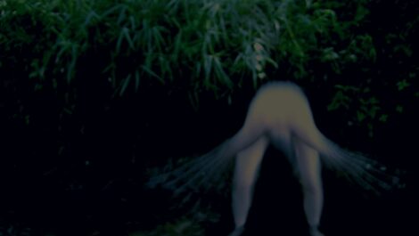 Dance Like a Bug Image